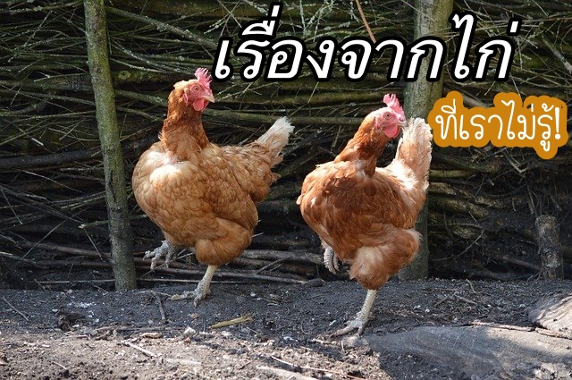 เรื่องของไก่ ที่หลายคนยังไม่เคยรู้!